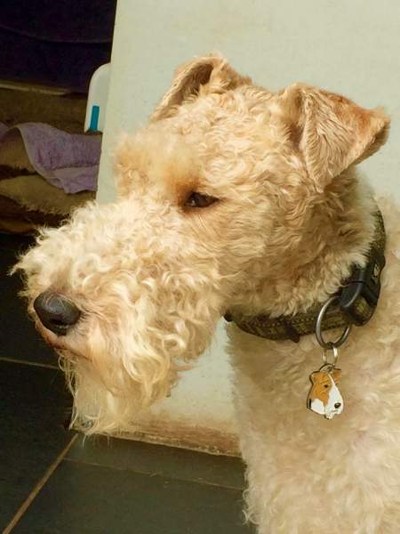 foxterrier dillon.jpg